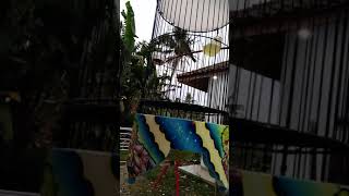 Download Lagu pleci buxtoni rolltembak.. asgar MP3