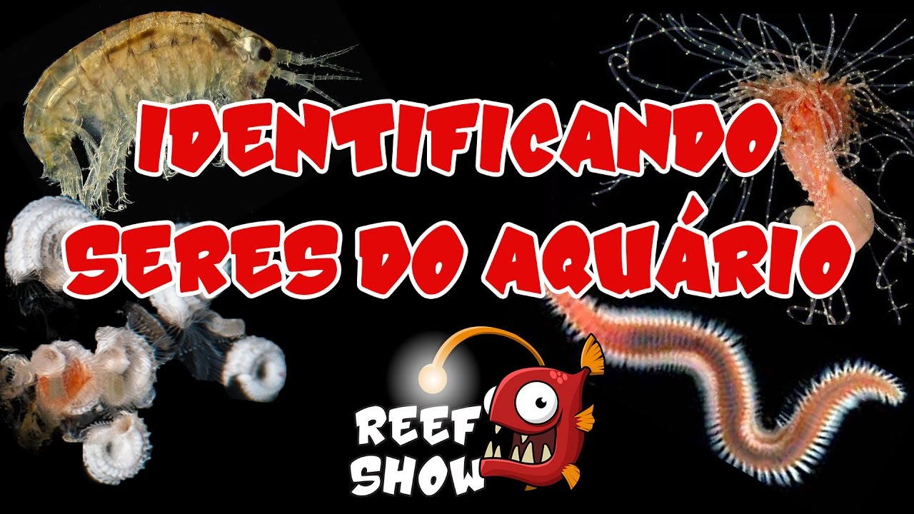 Reef Show #15 - Identificando Seres do Aquário (1) - Aquário Marinho