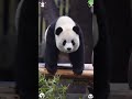 Panda baby: I’m looking at the aunt right in front of the screen 🥰❤️#panda #trending #cute