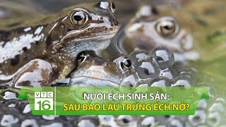 Ếch sinh sản như thế nào?