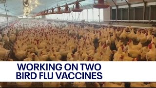 Working on two possible bird flu vaccines | FOX6 News Milwaukee