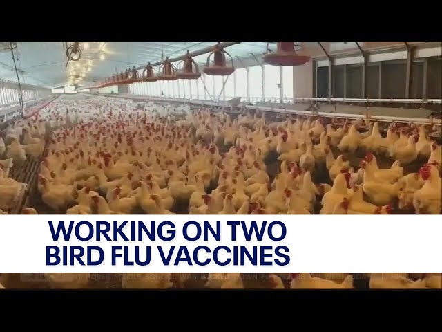 Working on two possible bird flu vaccines | FOX6 News Milwaukee