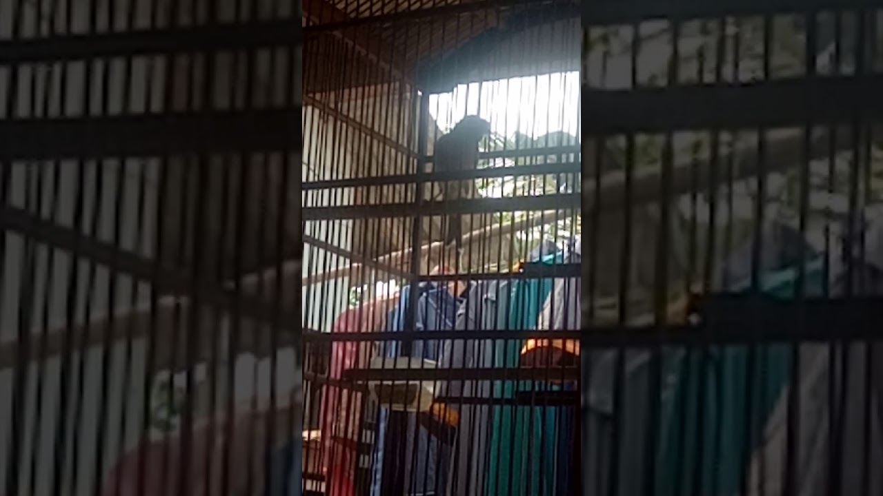 Burung kenari usia 5.bulan 