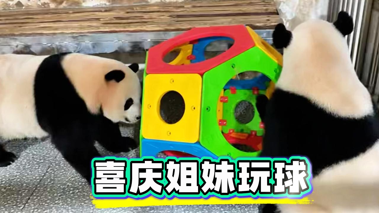 庆妹好憨好莽撞[捂脸][捂脸][捂脸]，喜喜比较警惕，先观察再说- YouTube