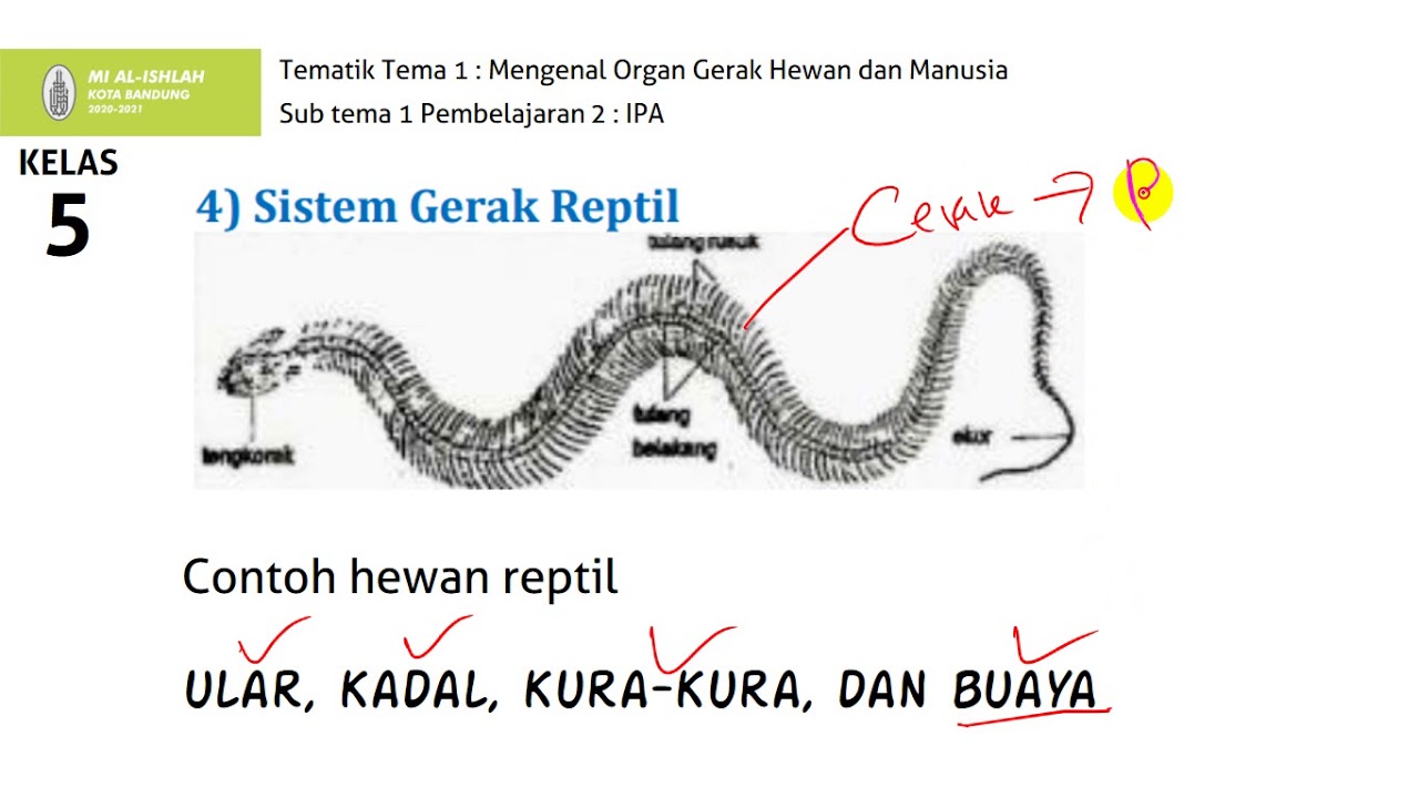 Nama Organ Gerak Belalang Dan Fungsinya Dunia Sekolah