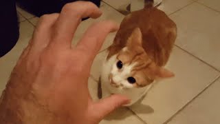 Crazy Cat Attack Videos _ Funniest cat attack video compilation part 4