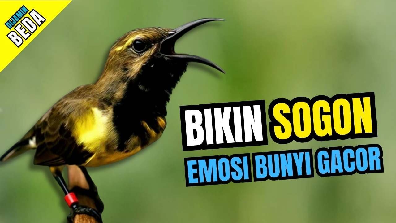 Sogon Gacor Hitungan Detik -  Pancingan Sogon Naikan Emosi dan Cepat Bunyi