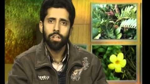 Origin Of Angiosperms