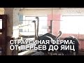 Страусиная ферма: от перьев до яиц