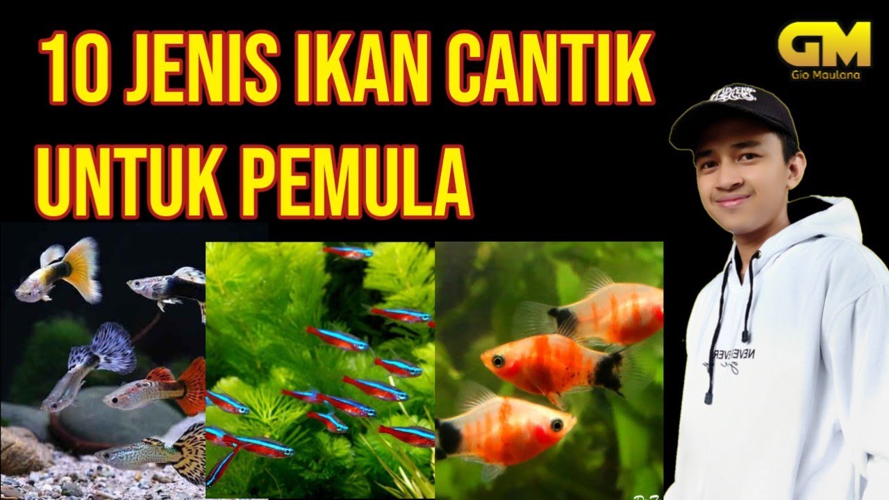 10 JENIS IKAN HIAS CANTIK UNTUK PEMULA! #ikanhias #ikan… — Transcript