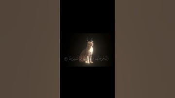 قرآن كريم بصوت الشيخ ياسر الدوسري #اكسبلور #المصحف #قران_كريم #لايك #الرحمن