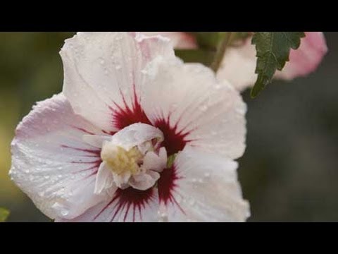 Vidéo: Cold Climate Gardening - Cultiver des plantes vivaces rustiques dans les régions plus froides