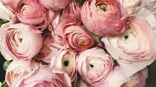 🌸 Aesthetic Pink Flower Background | Soft & Dreamy Floral Aesthetic 🌸 screenshot 5