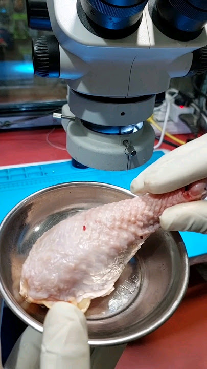 Chicken bacteria through a microscope ! 😱 #shorts #youtubeshorts #microscope