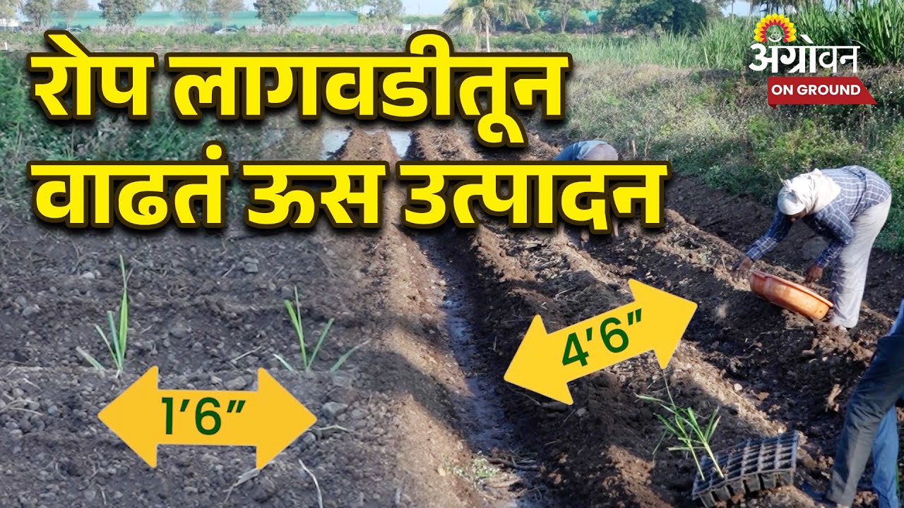Sugarcane Cultivation : ऊस रोपे लावण्याची सोपी पद्धत | Agrowon | ॲग्रोवन