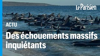 Australie : course contre la montre pour sauver 160 dauphins échoués