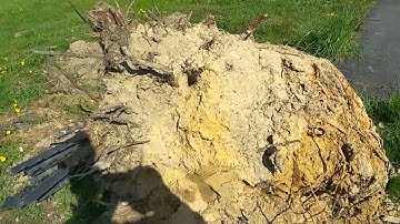 Trees and removing wire retaining basket.