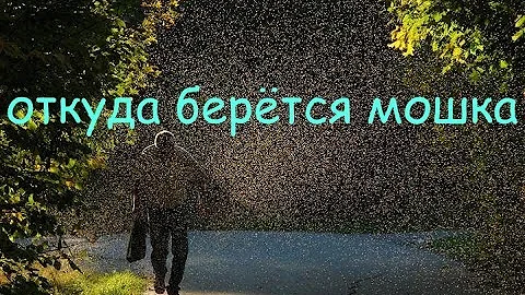 откуда берётся мошка