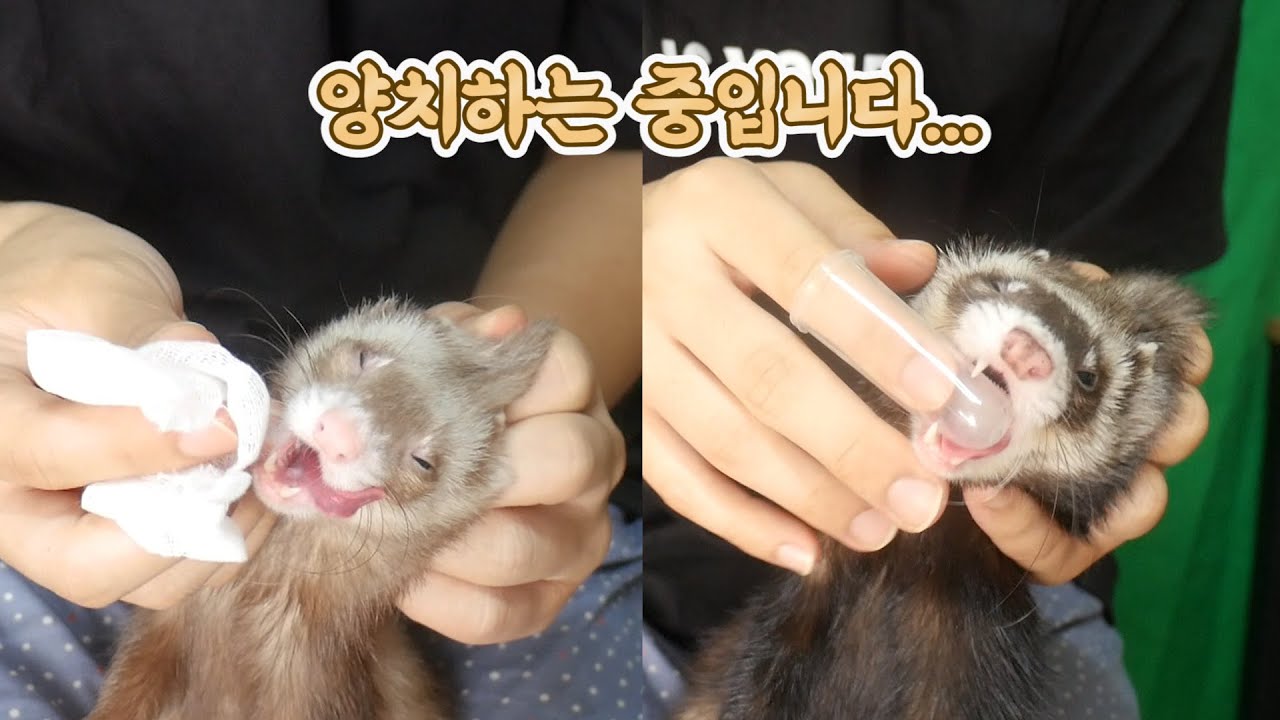 양치 하랬더니 치약 먹방하는 페럿 Ferrets that eat toothpaste while brushing their teeth. YouTube