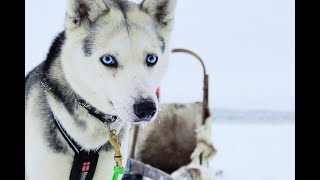 Nikon D3 Finnland / Lappland 2019