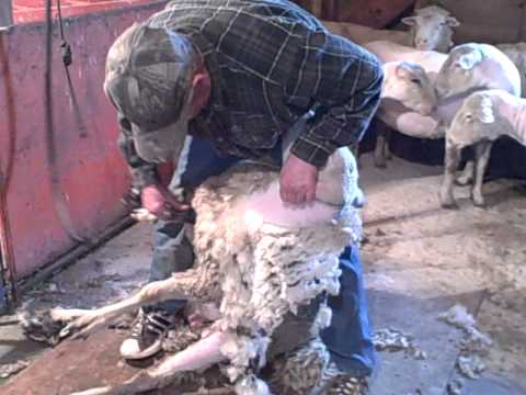 How to shear sheep.AVI