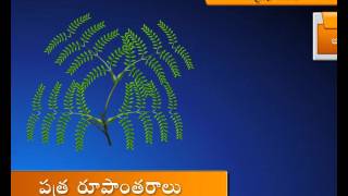 Leaf Modifications – Part 1