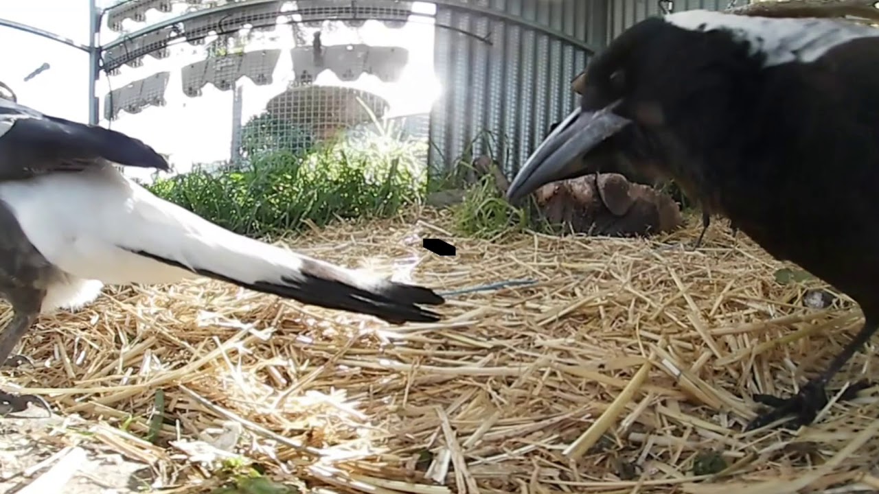 magpies-vs-mealworms-360-in-4k-youtube