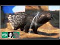 🐘 Building an African Crested Porcupine Spa Habitat in a Desert Dome in City Zoo! | Planet Zoo