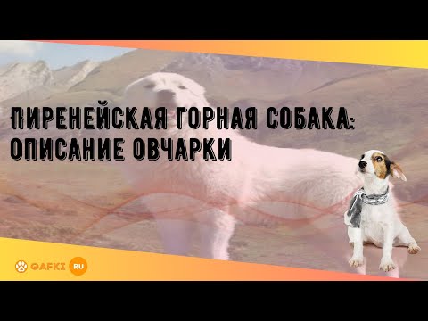 Пиренейская горная собака: описание овчарки