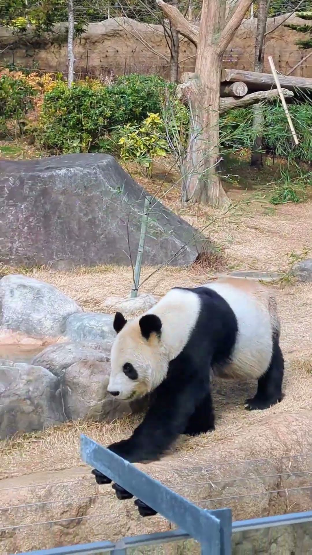 上野のパンダ Amazon.co.jp: 上野動物園 パンダ ぬいぐるみ Z : おもちゃ