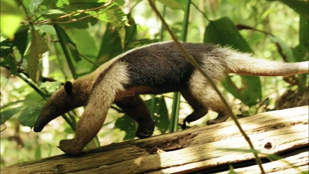 Jungle and Rainforest Sound Effects Forest Sounds Woodland Ambience