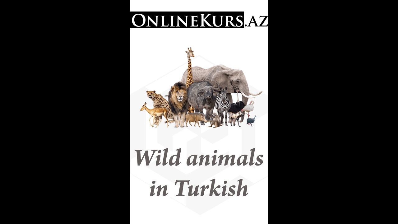 Animals in Turkish YouTube