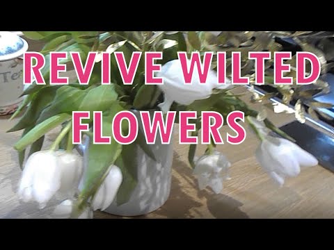 Wideo: Ocet i kwiaty cięte – konserwowanie kwiatów ciętych za pomocą octu
