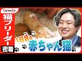 【赤ちゃん猫】ペットショップとは違う「猫ブリーダー」に1日密着!