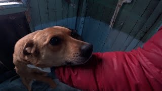 First ever contact with a strange dog by Rbik 5,882 views 2 years ago 17 minutes