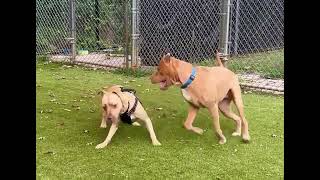 Meet Zari (Ruby) a Mixed Breed, Medium (up to 44 lbs fully grown) currently available for adoption!