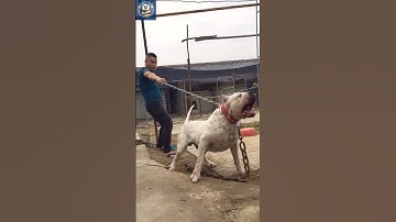 Dogo Argentino: The Fearless Guardian Dog You Don’t Want to Challenge