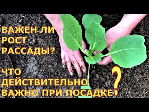 Видео: Как ухаживать за Кастубой (с иллюстрациями)