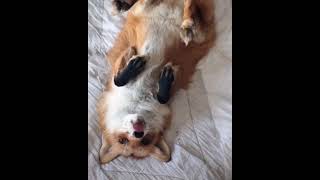 Red fox crying for attention so CUTE