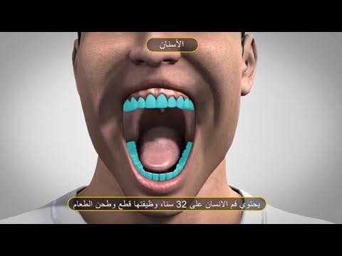 التجويف الفموي الجهاز الهضمي