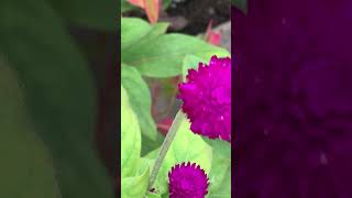 Bachelor’s Button flower #viral #fypシ #shorts