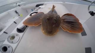 Sea Robin