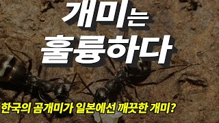 왜 같은 곰개미가 한국 사육자들에겐 더러운 개미라고 알려져 있을까? 너무 다른 일본의 사육장 관리.