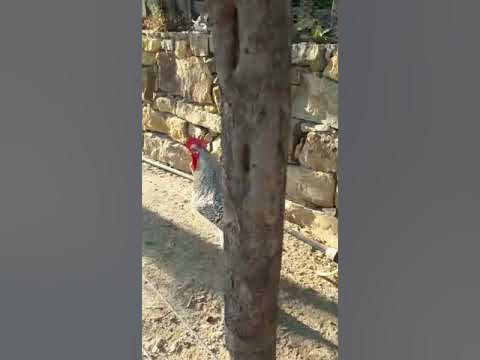 Питух в кедах - YouTube