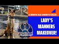 Knoxville Dog Trainers - 6 Month Old Smooth Collie Gets a Manners Makeover!