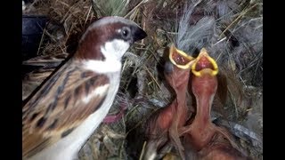 Sparrow feeding their chicks in the nest