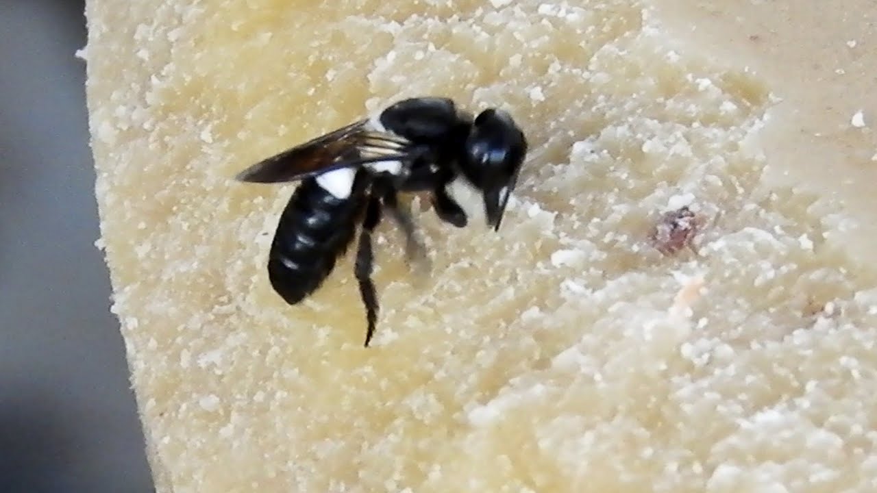 Beeswax hunter insect - YouTube