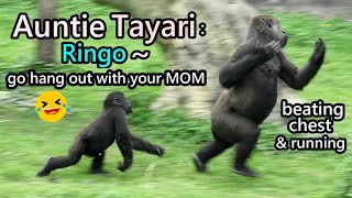 Gorilla Ringo crazy playing with auntie Tayari金剛猩猩Ringo瘋狂找Tayari玩,塔塔快抓狂邊跑邊擊胸,Jabali,小R玩瘋,D'jeeco淡定