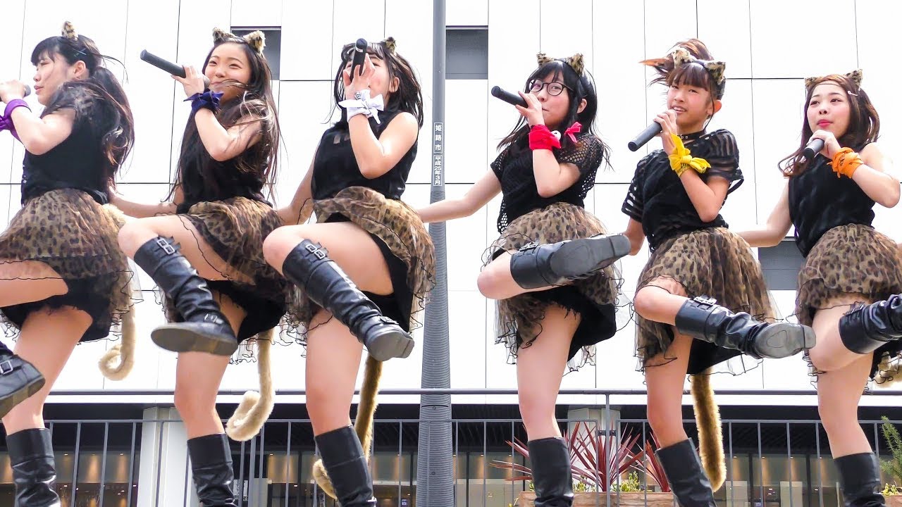 AnimalBeast 「旅するカンガルー」 アイドル ライブ Japanese girls Idol group [4K]