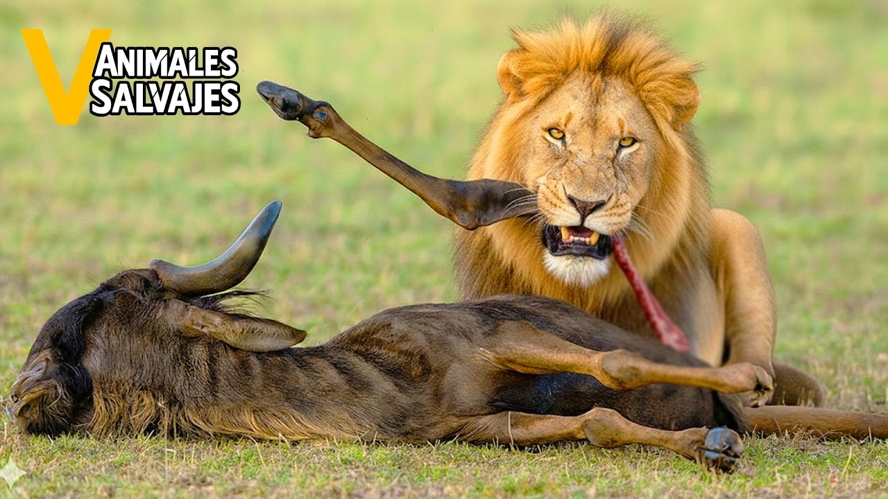 Los 30 Ataques Más Despiadados De Leones A Sus Presas | Animales ...